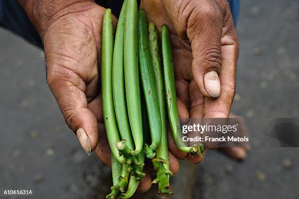 vanilla green fruits ( madagascar) - madagascar stock-fotos und bilder