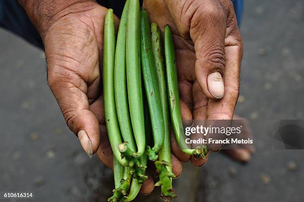 vanilla green fruits ( madagascar) - vanilla harvest stock pictures, royalty-free photos & images