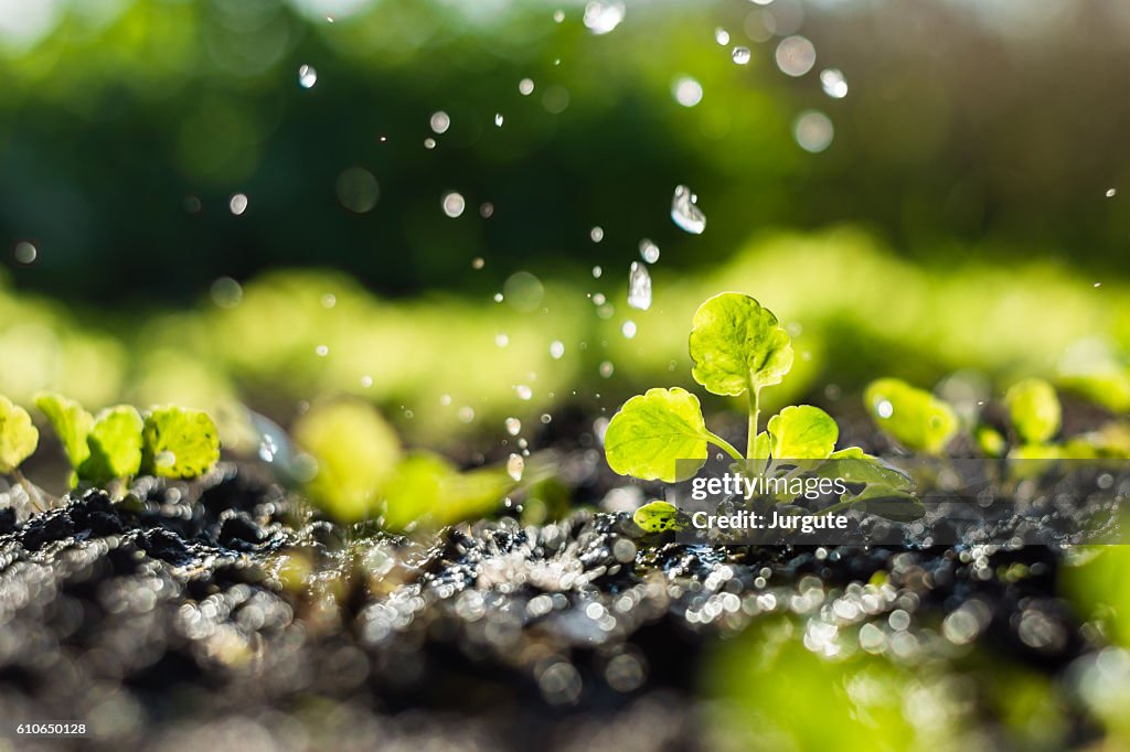 Plant sprouts in the field and farmer is watering it