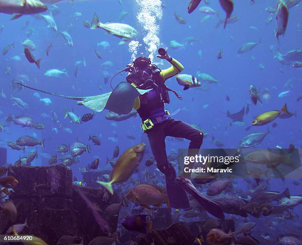 scooba diving - diving sharks stock pictures, royalty-free photos & images