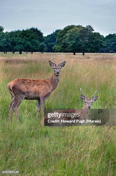 rutting season 2016 - size does matter - fotografias e filmes do acervo