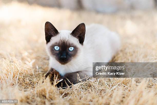 siamese kitten laying in grass - siamese cat stock pictures, royalty-free photos & images