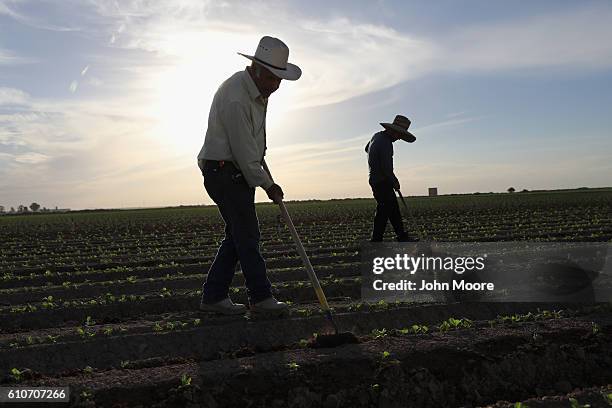 Mexican farm workers hoe a cabbage field on September 27, 2016 Holtville, California. Thousands of Mexican seasonal workers legally cross the border...