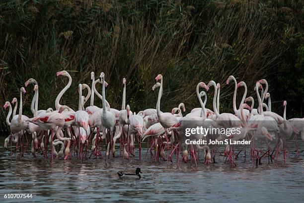 The Camargue is made up of swamps and marshes in a natural environment where many birds make their home, especially flamingos. At the Parc...