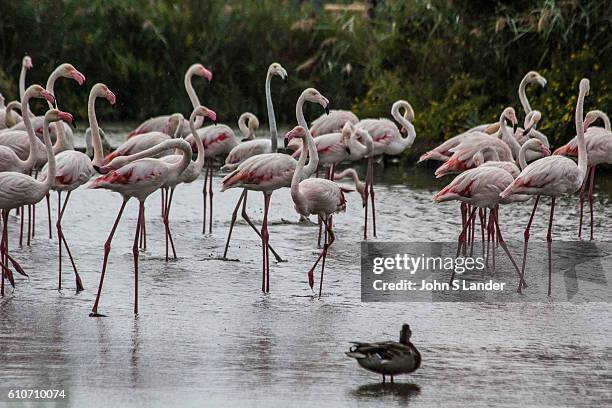 The Camargue is made up of swamps and marshes in a natural environment where many birds make their home, especially flamingos. At the Parc...