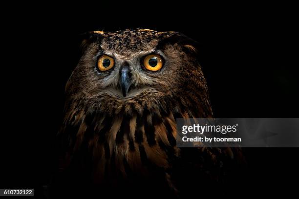 12,913 Owl Eye Photos and Premium High Res Pictures - Getty Images