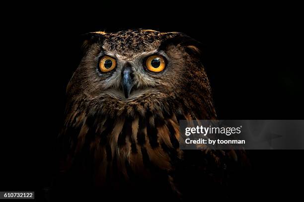 owl - owl stock pictures, royalty-free photos & images