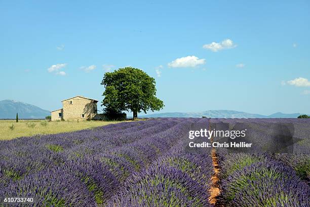 lavender field valensole provence - provence france stock pictures, royalty-free photos & images