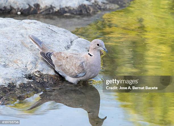 eurasian collared-dove (streptopelia decaocto) , spain. drinking in a water lake. - columbiformes stock pictures, royalty-free photos & images