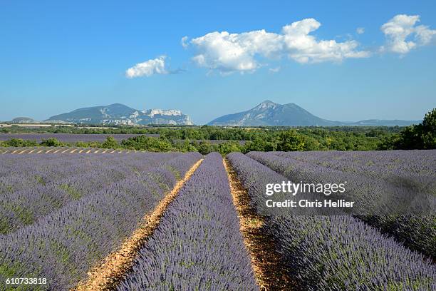 lavender field valensole provence - aix en provence stock pictures, royalty-free photos & images
