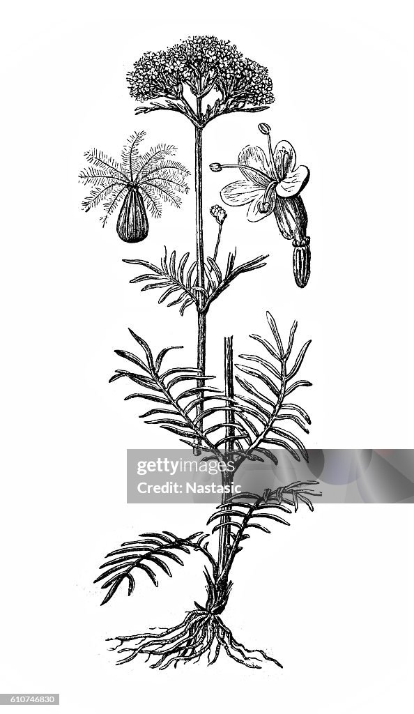 Valerian (Valeriana officinalis)