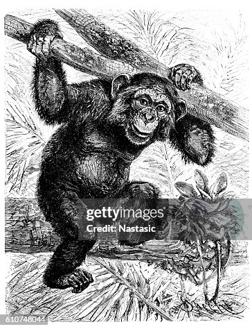 Common chimpanzee (Pan troglodytes) Common chimpanzee (Pan troglodytes)