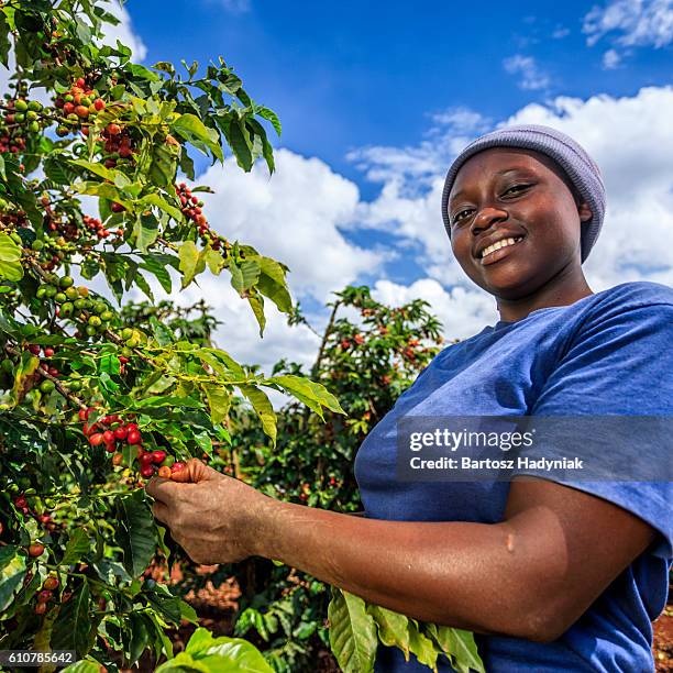 young african woman collecting coffee cherries, kenya, east africa - kenya coffee stock pictures, royalty-free photos & images