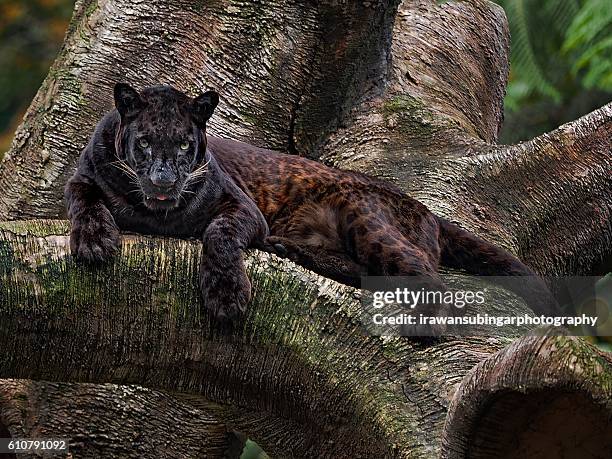 javan leopard aka macan tutul jawa aka panthera pardus melas - black panthers stock pictures, royalty-free photos & images