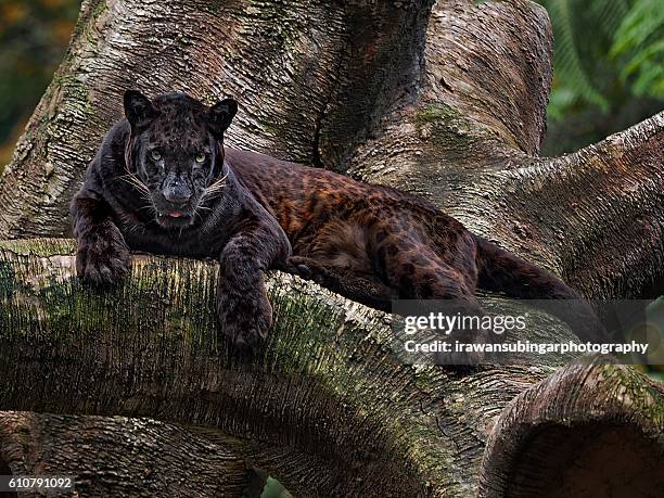 javan leopard aka macan tutul jawa aka panthera pardus melas - black panthers imagens e fotografias de stock