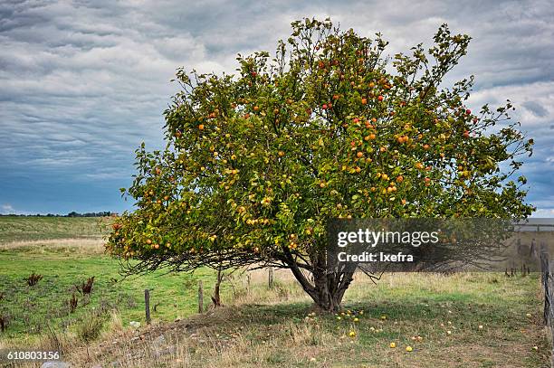 an apple tree full of apples. - apple tree stock pictures, royalty-free photos & images