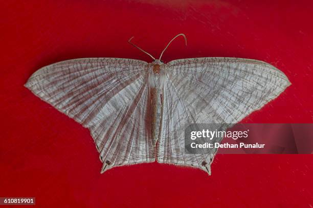 common emerald moth (hemithea aestivaria - geometridae stock pictures, royalty-free photos & images