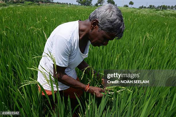 Indian Man Riz 191 Culture Du Riz Photos & High Res Pictures - Getty Images