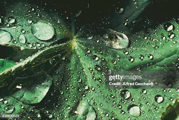 Drops of water on a leaf, 1982.
