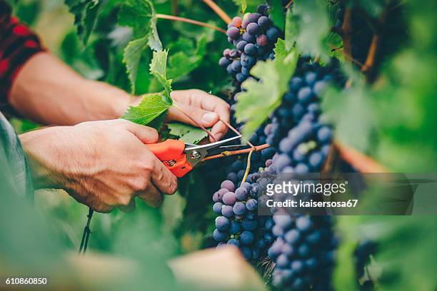 man harvesting in vineyard - winery stockfoto's en -beelden