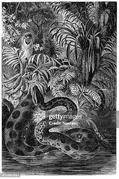 yellow anaconda (eunectes notaeus) - amazon river stock illustrations