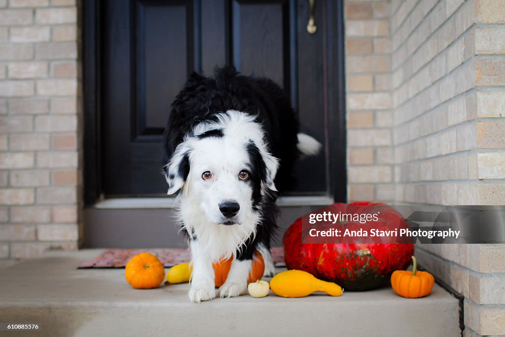 Halloween Dog
