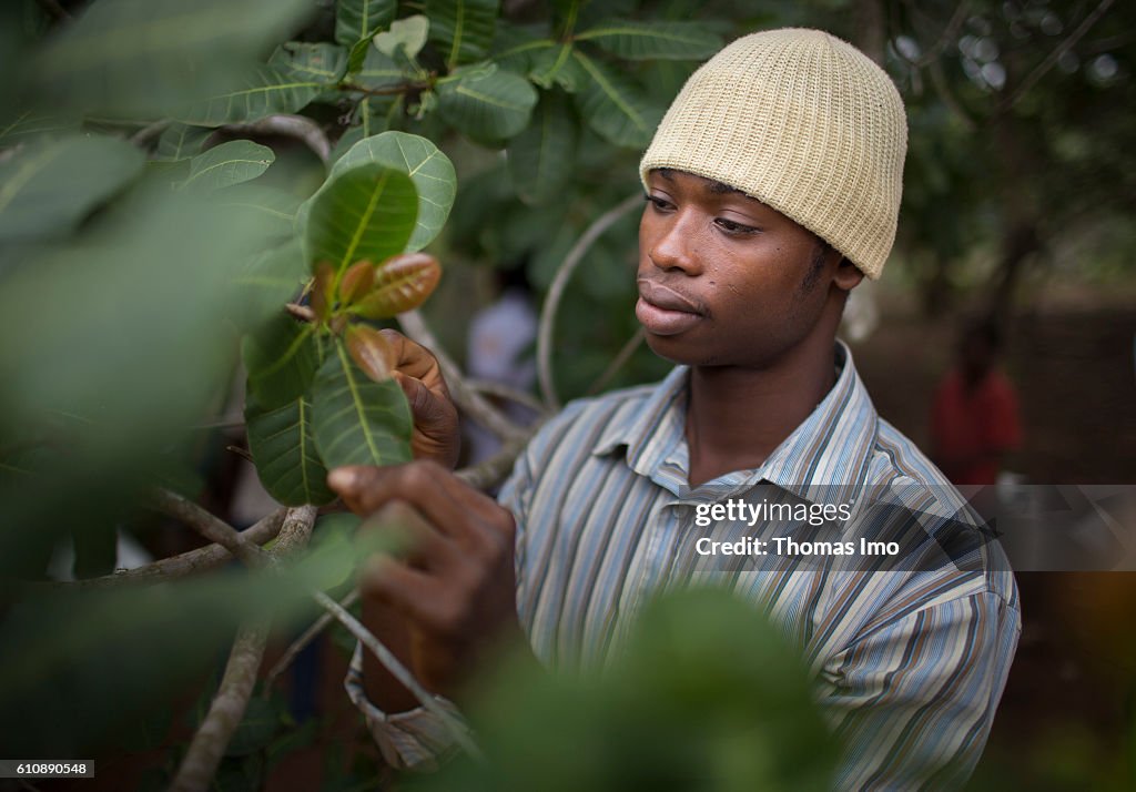 Farmer on his cashew farm in Ghana