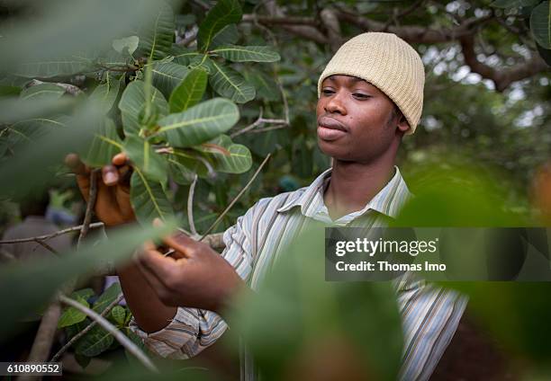 Congo, Ghana A young African farmer examines his plants on a cashew farm in Congo on September 06, 2016 in Congo, Ghana.