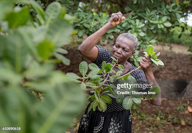 Congo, Ghana An African farmer chops branches with a machete on her cashew farm in Congo on September 06, 2016 in Congo, Ghana.