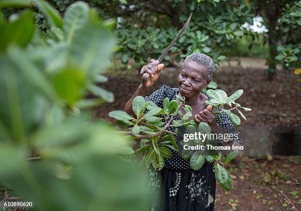 Congo, Ghana An African farmer chops branches with a machete on her cashew farm in Congo on September 06, 2016 in Congo, Ghana.