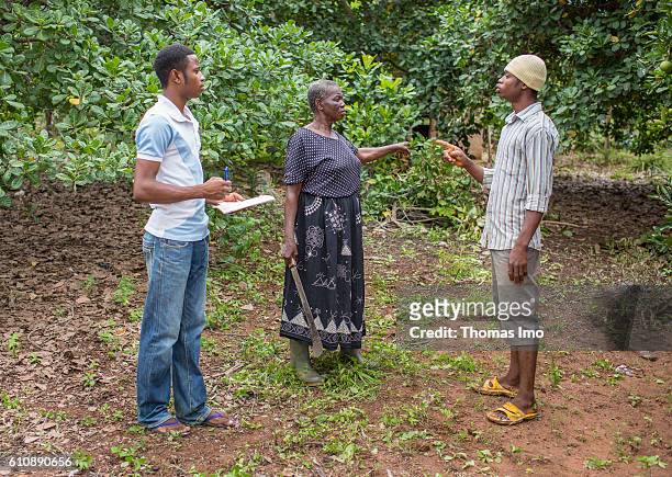 Congo, Ghana A female farmer is talking with her sons on their Cashew Farm on September 06, 2016 in Congo, Ghana.