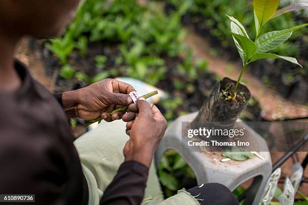 Wenchi, Ghana An African worker refines cashew plants with a razor blade in the Cashew Research Station in Wenchi on September 06, 2016 in Wenchi,...