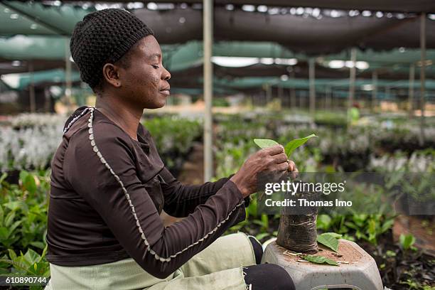 Wenchi, Ghana An African worker refines cashew plants in the Cashew Research Station in Wenchi on September 06, 2016 in Wenchi, Ghana.