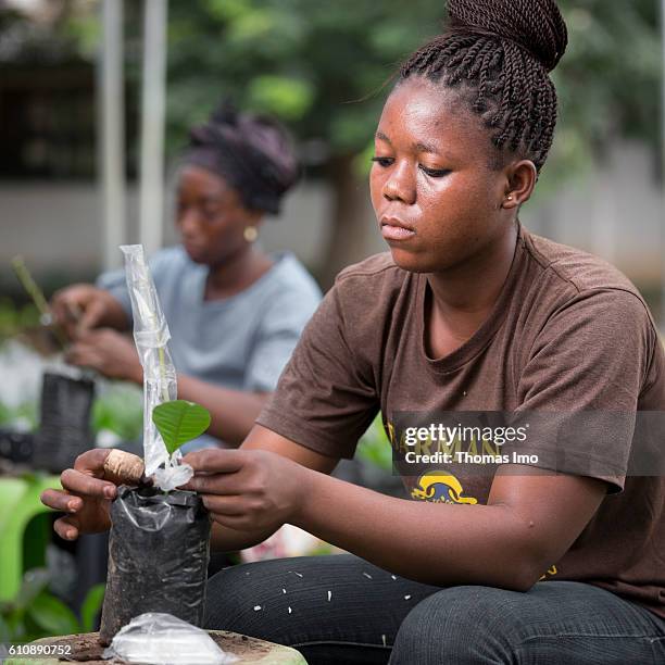 Congo, Ghana Two African workers refine cashew plants in the Cashew Research Station in Wenchi on September 06, 2016 in Congo, Ghana.