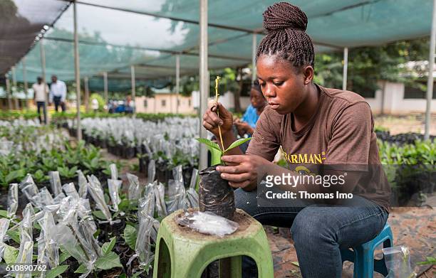 Congo, Ghana Two African workers refine cashew plants in the Cashew Research Station in Wenchi on September 06, 2016 in Congo, Ghana.