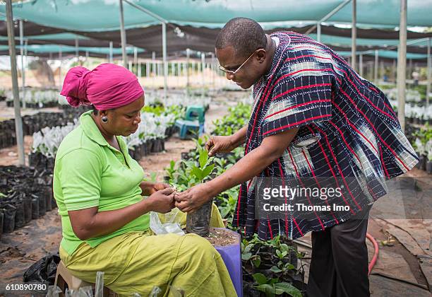 Wenchi, Ghana Arthur Robert, Station Manager in the Cashew Research Station, explains a staff member the refinement of cashew plants on September 06,...