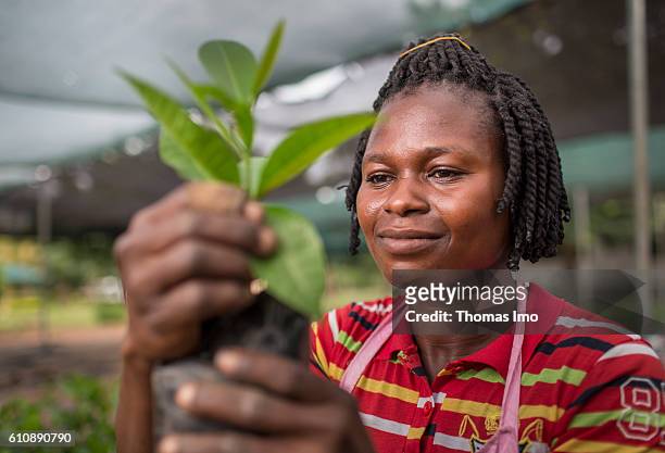Wenchi, Ghana An African worker refines cashew plants in the Cashew Research Station in Wenchi on September 06, 2016 in Wenchi, Ghana.