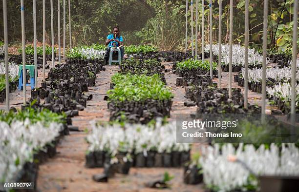 Wenchi, Ghana An African worker refines cashew plants in the Cashew Research Station in Wenchi on September 06, 2016 in Wenchi, Ghana.