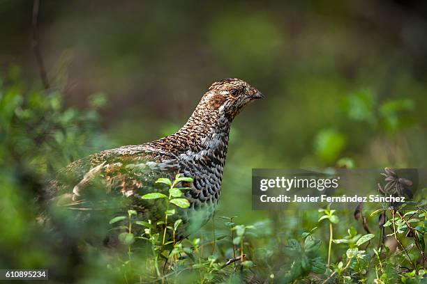 a female hazel grouse (tetrastes bonasia) walking in the forest floor between blueberries. - tetrastes bonasia stock pictures, royalty-free photos & images