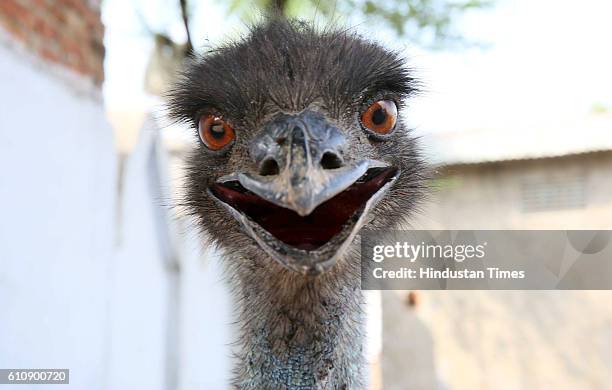 An Emu that strayed into Saperon Ki Dhaani was rescued by the residents from attacking dogs and is being guarded and fed by them in an empty plot, on...