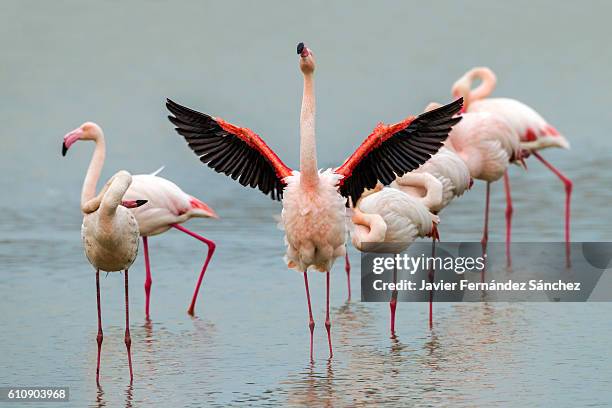 a group of greater flamingos (phoenicopterus roseus) in the camargue, france. - wild wing stock pictures, royalty-free photos & images