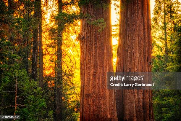 kings canyon national park - giant sequoia stock-fotos und bilder
