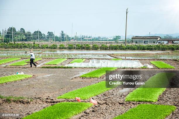 seedings of cereal crops are sprouting in the rice field. - 広東省 ストックフォトと画像