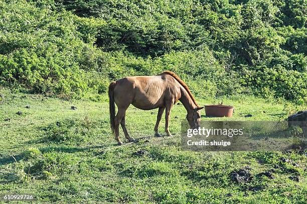 jizhou island, south korea , asia - jeju horse stock pictures, royalty-free photos & images