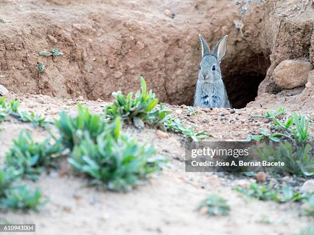 european rabbit (oryctolagus cuniculus), looking from his burrow hole.  spain. - rabbit burrow stock pictures, royalty-free photos & images