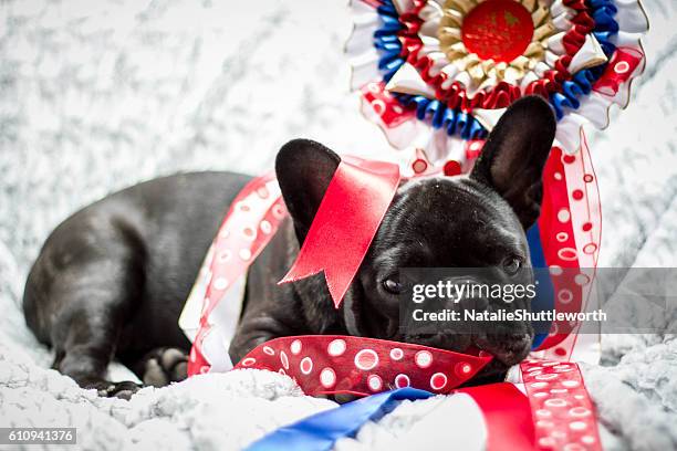 french bulldog puppy - show dog - show dog stock pictures, royalty-free photos & images