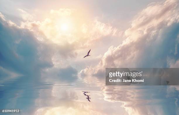 bird flying over sun rays - maestosità foto e immagini stock