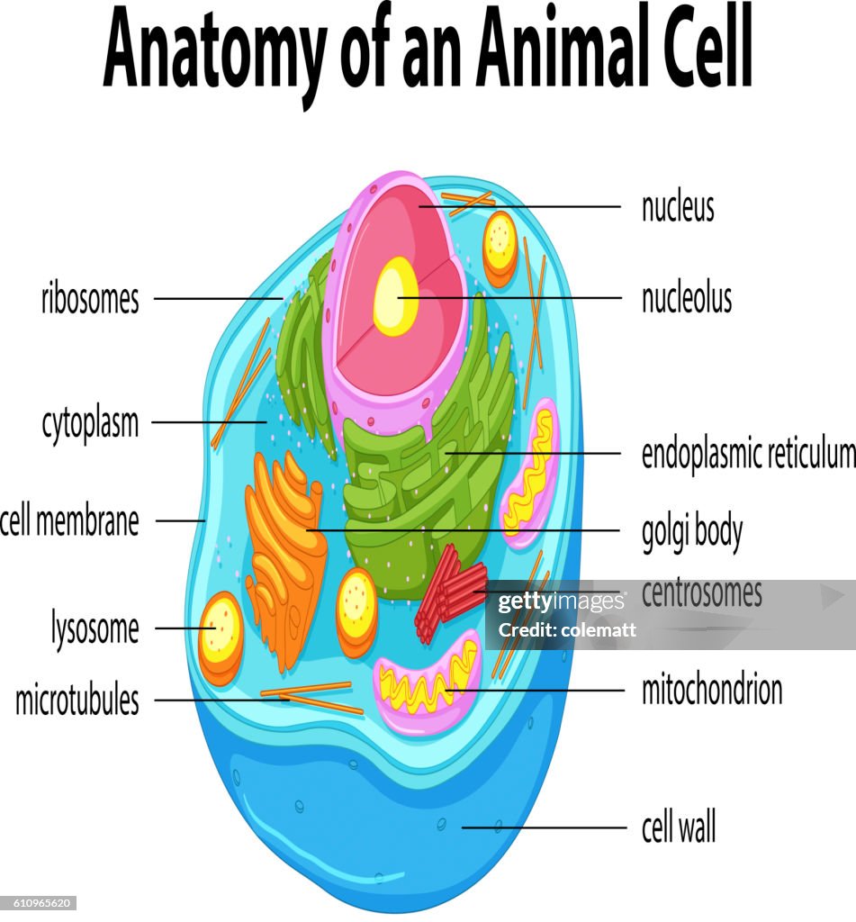 Diagram Showing Anatomy Of Animal Cell High-Res Vector Graphic - Getty  Images