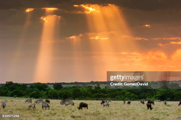 wild zebra and cape buffalo grazing on savannah - masai mara national reserve stock pictures, royalty-free photos & images