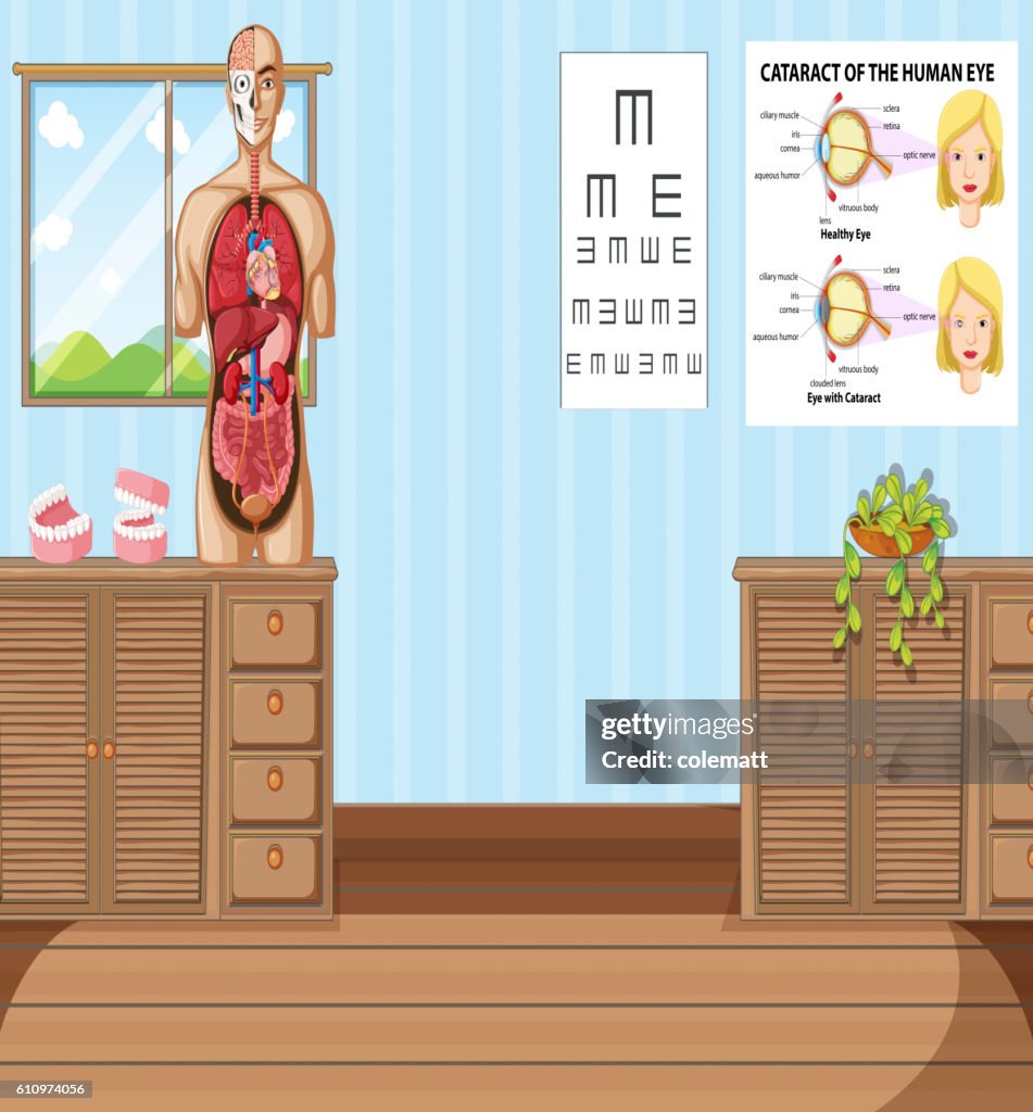 Human Female Roo Room With Human Anatomy Model High-Res Vector Graphic - Getty Images